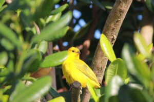 東京発の1泊2日で楽しむ花見のおすすめスポットは？